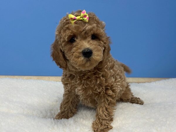 Goldendoodle Mini 2nd Gen DOG Female Apricot 12778 Petland Batavia, Illinois