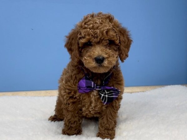 Goldendoodle Mini 2nd Gen-DOG-Male-Apricot-12777-Petland Batavia, Illinois