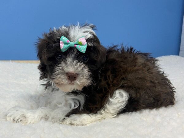 Hava Poo-DOG-Female-Chocolate and White-12776-Petland Batavia, Illinois