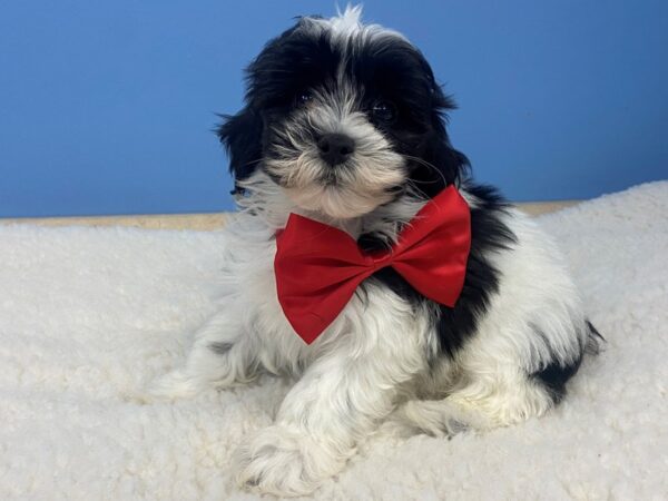 Hava Poo-DOG-Male-Black and White-12775-Petland Batavia, Illinois