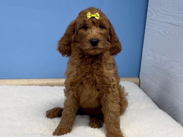 Goldendoodle 2nd Generation-DOG-Female-Red-12773-Petland Batavia, Illinois