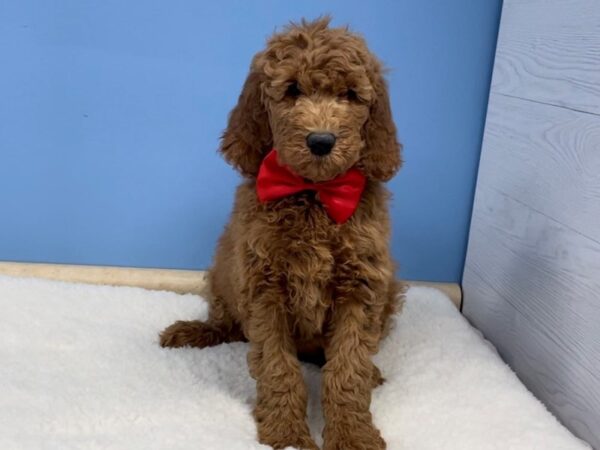 Goldendoodle 2nd Generation-DOG-Male-Red-12772-Petland Batavia, Illinois