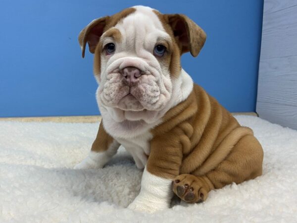 English Bulldog DOG Male Chocolate Fawn Merle (Ghost) 20962 Petland Batavia, Illinois