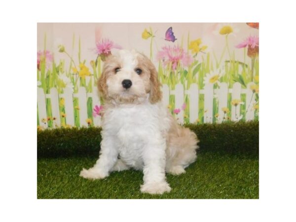 Cava Poo-DOG-Male-Blenheim-20960-Petland Batavia, Illinois