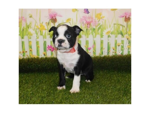 Boston Terrier-DOG-Female-Black / White-20954-Petland Batavia, Illinois