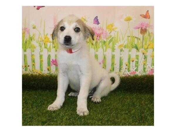 Great Pyrenees/Blue Heeler-DOG-Female-White-20961-Petland Batavia, Illinois