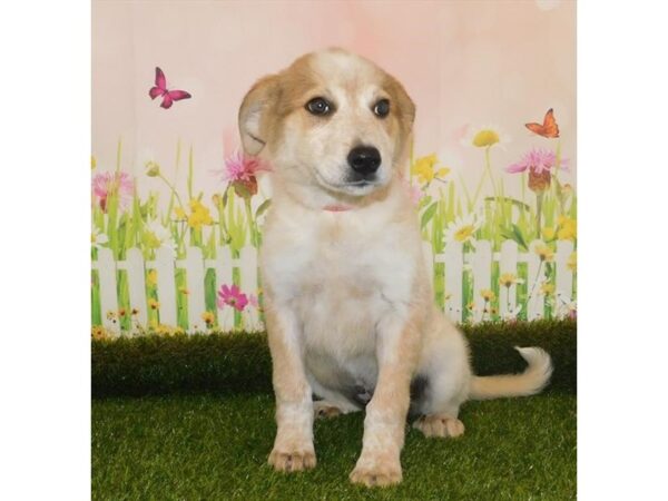 Great Pyrenees/Blue Heeler-DOG-Female-White-20682-Petland Batavia, Illinois