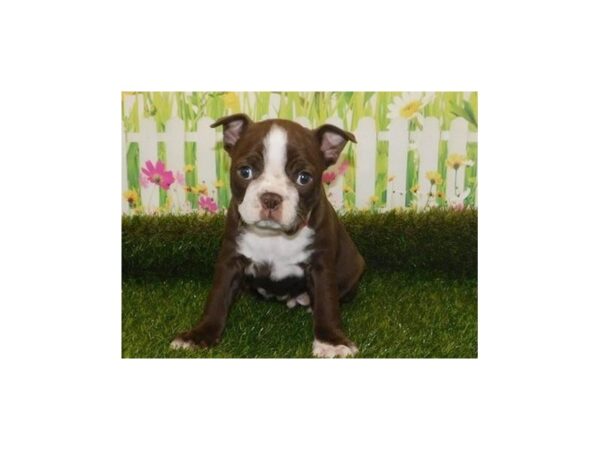 Boston Terrier DOG Male Seal / White 20679 Petland Batavia, Illinois