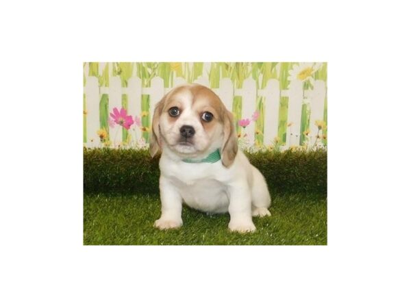 Peke a Bea DOG Female Fawn / White 20680 Petland Batavia, Illinois