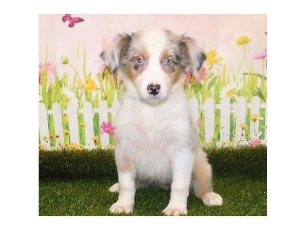 Australian Shepherd-DOG-Female-Blue Merle-20678-Petland Batavia, Illinois