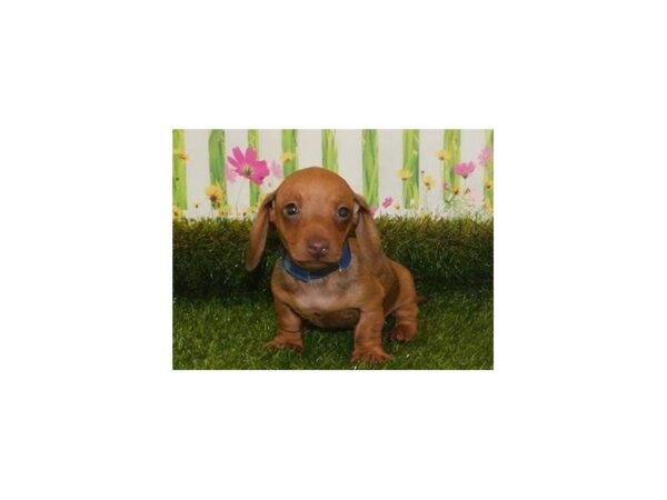 Dachshund-DOG-Male-Red Sable-12785-Petland Batavia, Illinois