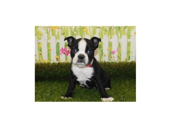 Boston Terrier-DOG-Female-Black / White-12786-Petland Batavia, Illinois