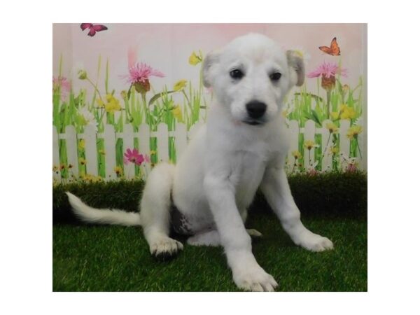 Great Pyrenees/Blue Heeler-DOG-Female-White-12793-Petland Batavia, Illinois