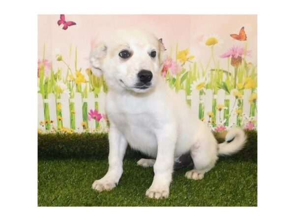 Great Pyrenees/Blue Heeler-DOG-Male-White-12792-Petland Batavia, Illinois