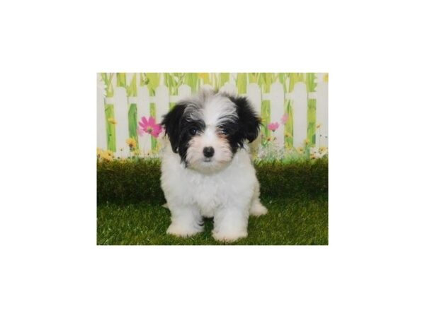 Morkie DOG Female Black / White 12791 Petland Batavia, Illinois