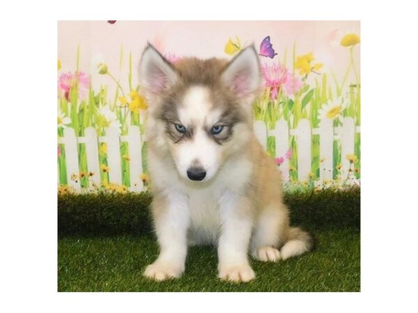 Siberian Husky DOG Male Gray / White 12788 Petland Batavia, Illinois