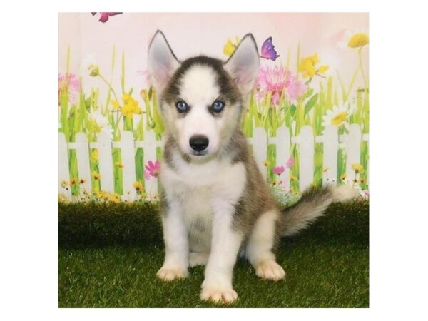 Siberian Husky DOG Male Black / White 12787 Petland Batavia, Illinois