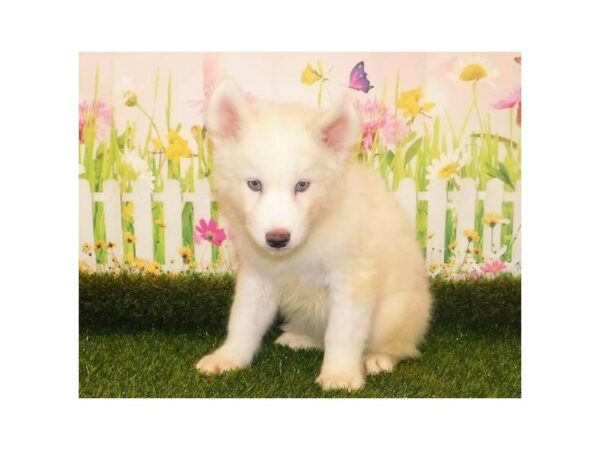 Siberian Husky-DOG-Female-White-20956-Petland Batavia, Illinois