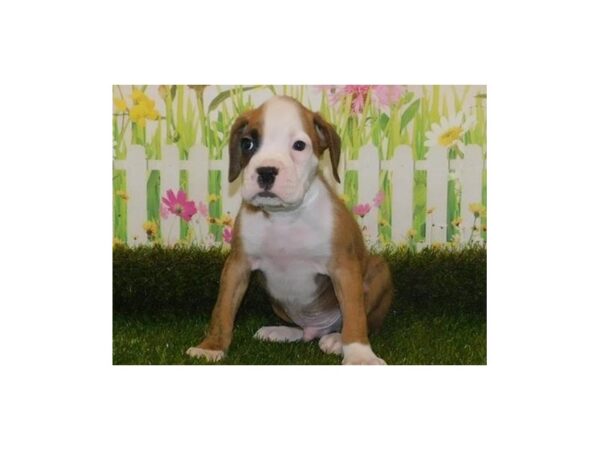 Boxer DOG Male Brindle 20955 Petland Batavia, Illinois