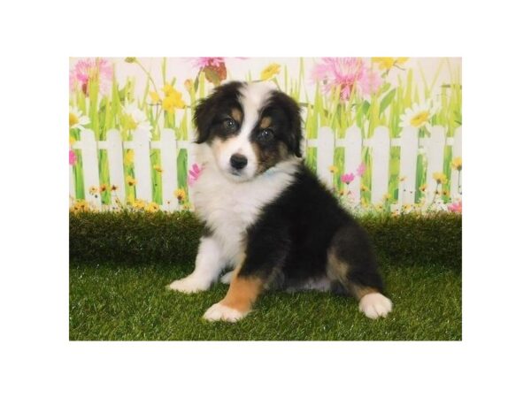 Australian Shepherd-DOG-Male-Black-20953-Petland Batavia, Illinois