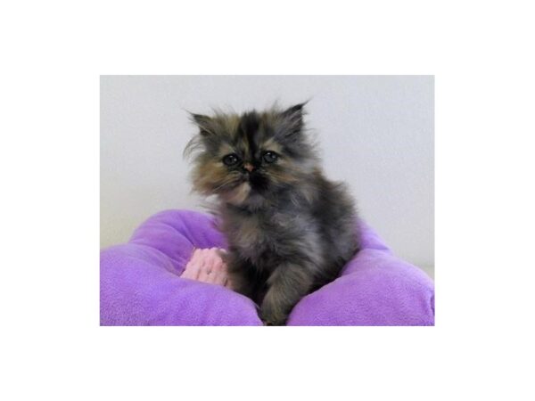 Persian CAT Female Shaded Tortishell 20959 Petland Batavia, Illinois