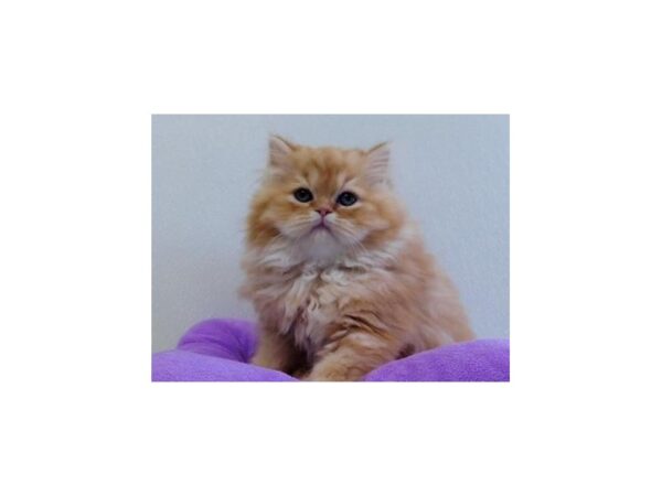 Persian CAT Female Orange Tabby 20958 Petland Batavia, Illinois