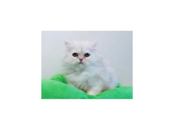 Persian CAT Male Shell Cameo 20957 Petland Batavia, Illinois