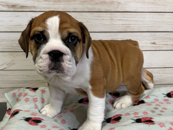 Bea-Bull-DOG-Female-Red / White-20950-Petland Batavia, Illinois