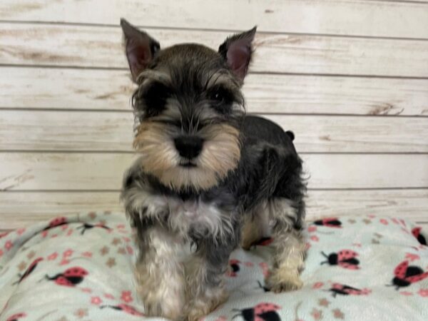 Miniature Schnauzer-DOG-Male-Salt / Pepper-20948-Petland Batavia, Illinois