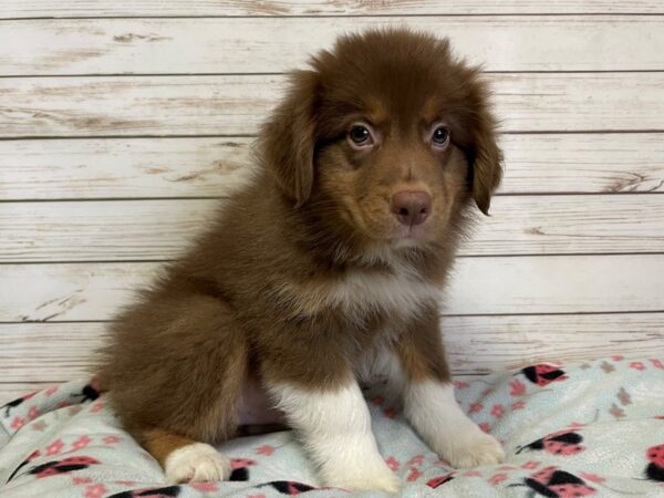 Australian Shepherd-DOG-Male-Red-20946-Petland Batavia, Illinois