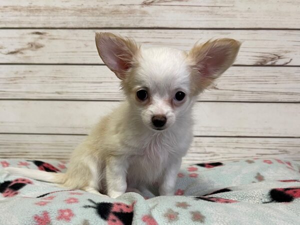 Chihuahua DOG Female Cream 20947 Petland Batavia, Illinois