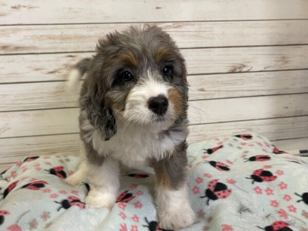 Mini Bernedoodle DOG Female Blue Merle Tri 20951 Petland Batavia, Illinois