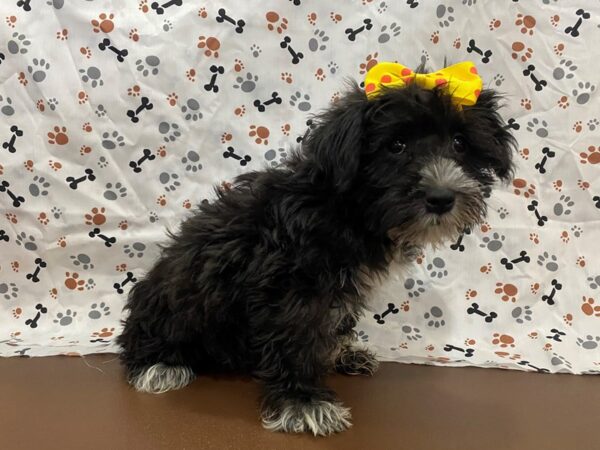 Schnoodle DOG Female Black, White Markings 12782 Petland Batavia, Illinois