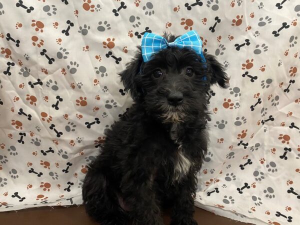 Schnoodle DOG Female Black, White Markings 12781 Petland Batavia, Illinois