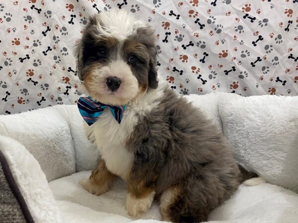 Blue merle mini clearance bernedoodle