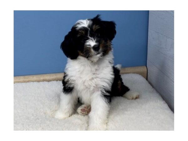 Mini Bernedoodle-DOG-Female-Black Tri-20676-Petland Batavia, Illinois