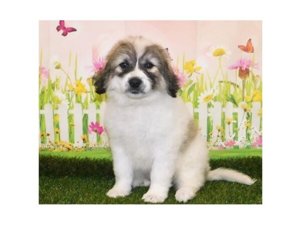 Great Pyrenees DOG Female White 20963 Petland Batavia, Illinois