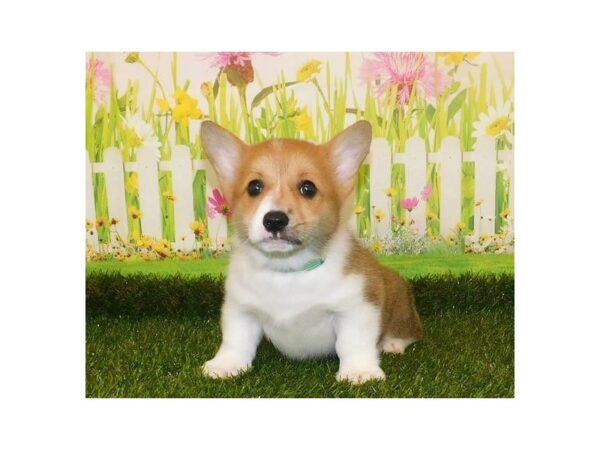 Pembroke Welsh Corgi-DOG-Female-Red White / Sable-12797-Petland Batavia, Illinois
