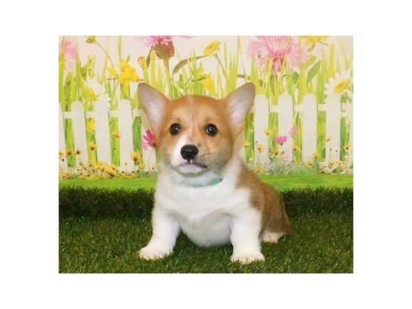 Pembroke Welsh Corgi DOG Female Red White / Sable 12797 Petland Batavia, Illinois