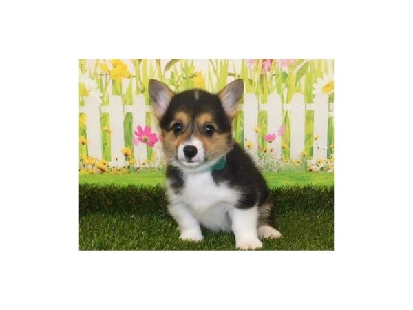 Pembroke Welsh Corgi-DOG-Female-Black-12796-Petland Batavia, Illinois