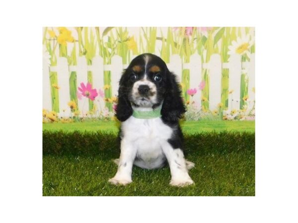 Cocker Spaniel DOG Female Black White / Tan 12795 Petland Batavia, Illinois