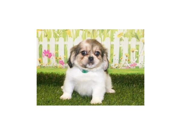 Peke a Bea DOG Female Fawn / White 12798 Petland Batavia, Illinois