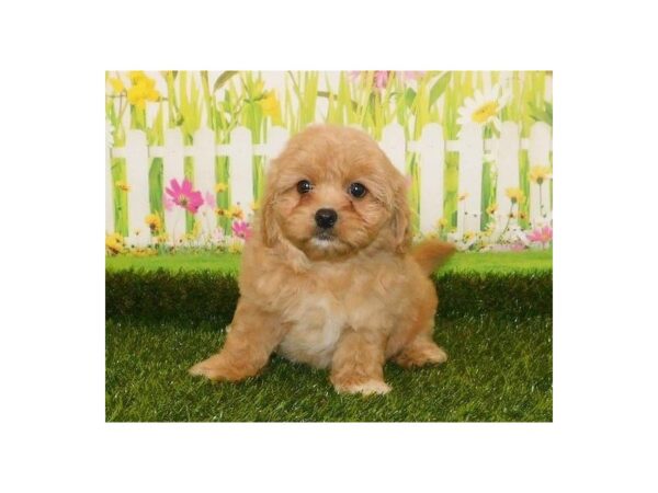 Peke-A-Poo-DOG-Female-Apricot-12799-Petland Batavia, Illinois