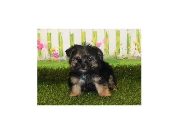 Yorkie Poo DOG Female Black / Tan 12800 Petland Batavia, Illinois