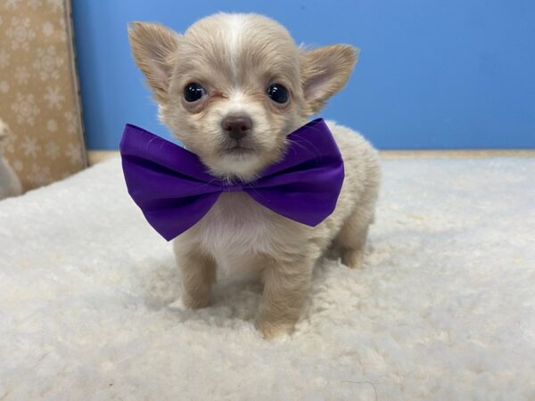 Chihuahua DOG Male Buff 20683 Petland Batavia, Illinois