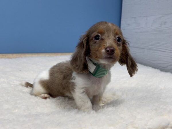 Dachshund DOG Male Fawn (Isabella) / Cream 20686 Petland Batavia, Illinois