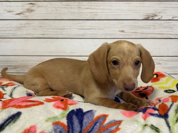 Dachshund DOG Male Red 20977 Petland Batavia, Illinois