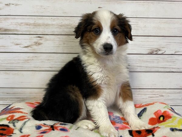 English Shepherd DOG Female Tri-Colored 20976 Petland Batavia, Illinois