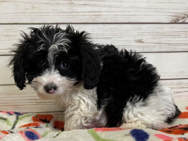 Doxie-Poo-DOG-Female-Black / White-20973-Petland Batavia, Illinois