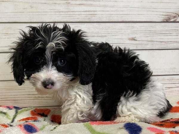 Doxie-Poo DOG Female Black / White 20973 Petland Batavia, Illinois